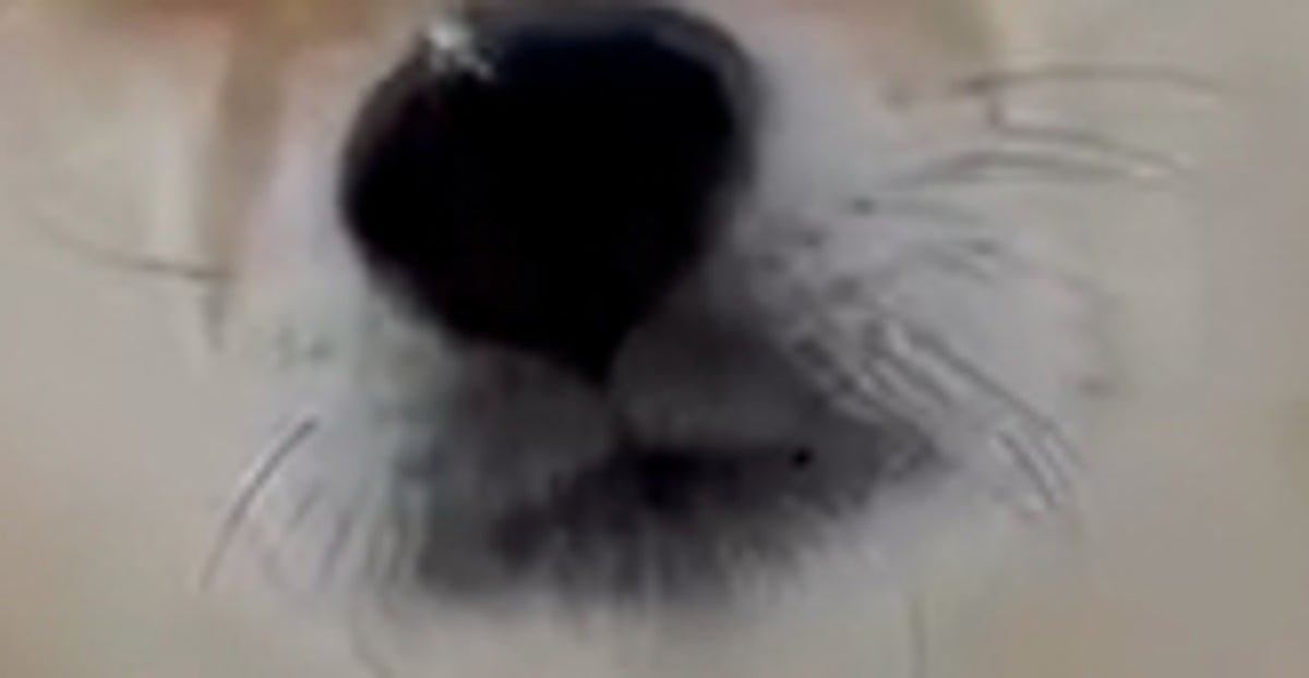 雪の中で“すやすや”…散歩中に寝ようとする柴犬 ⇒ 「寝たら死ぬぞ〜」「あるあるです！」と共感集まる | ハフポスト LIFE