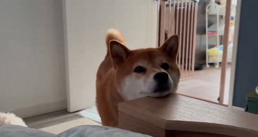 雪の中で“すやすや”…散歩中に寝ようとする柴犬 ⇒ 「寝たら死ぬぞ〜」「あるあるです！」と共感集まる