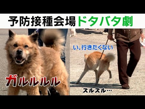 狂犬病予防接種会場のドタバタ劇！！