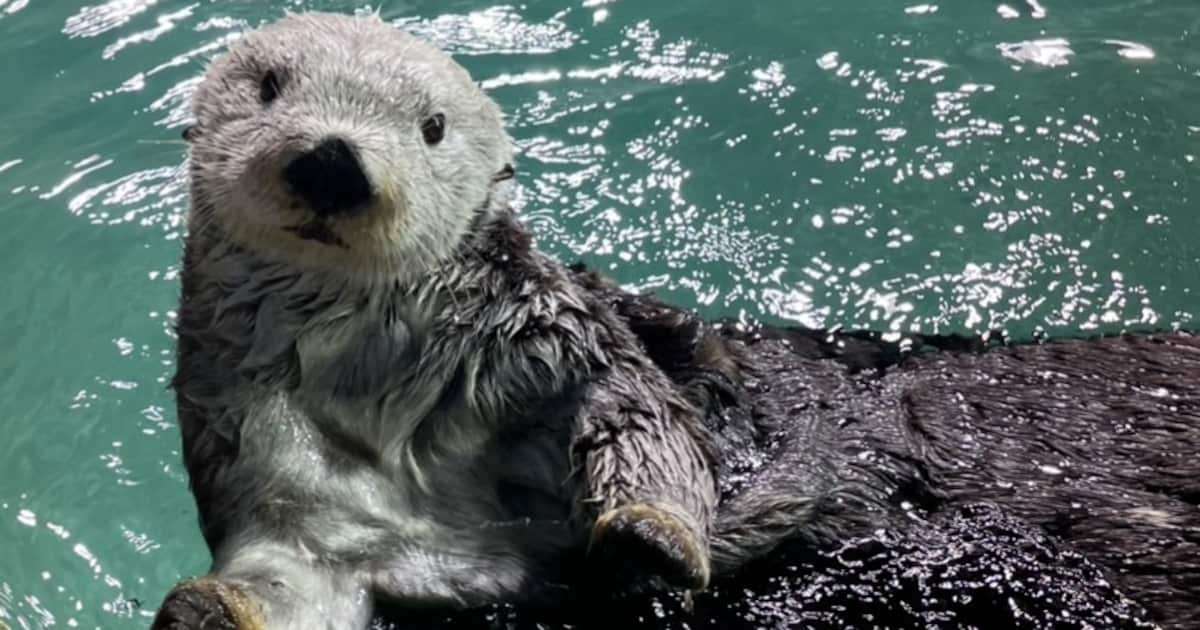 日本の水族館からラッコが消える日　122頭から現存は雌2頭のみ、繁殖できず輸入も困難 - 産経ニュース