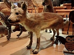 【速報】東京・多摩動物公園内でオオカミが脱走　客に建物への避難呼びかけ　けが人の情報なし