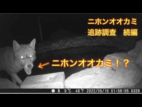 【ニホンオオカミ追跡調査】ついに！2回目の撮影に成功しました。トレイルカメラ