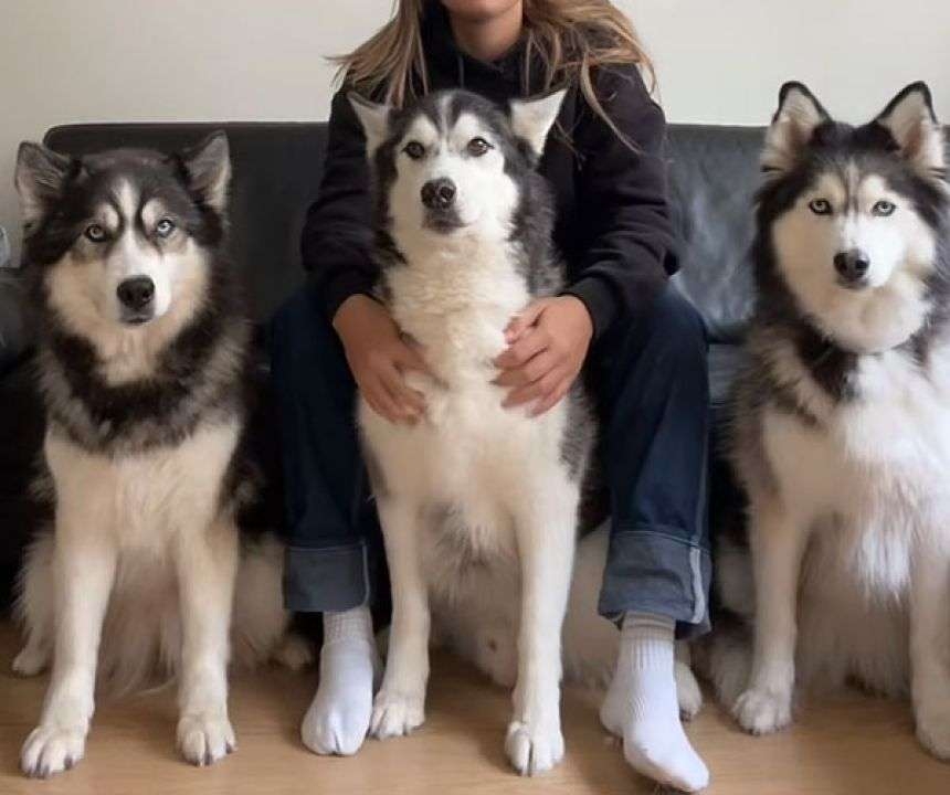 ゴールデンレトリバーとハスキーのミックス犬「ゴベリアン」の魅力にズームイン！