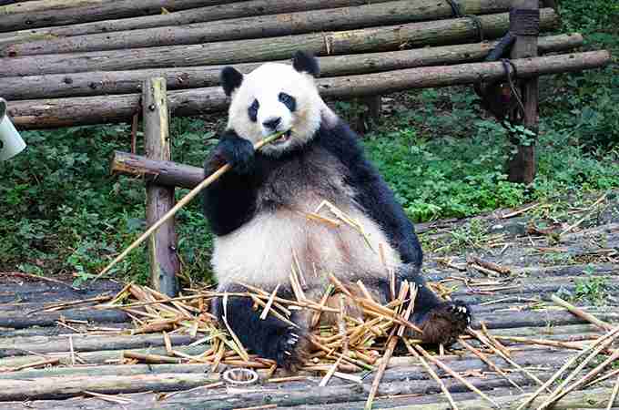 経済効果は約600億円？ジャイアントパンダのシャンシャンが上野動物園にもたらした経済効果とは  |  MONEYIZM