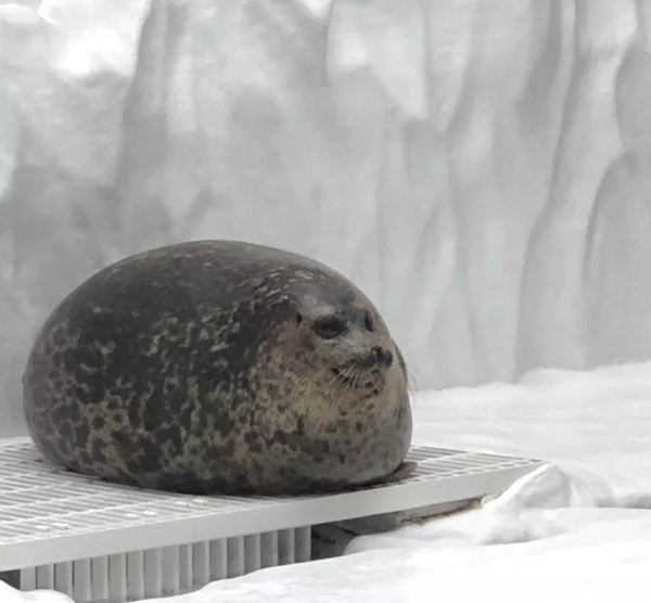 アザラシがぷかぷか浮いているだけで幸せな気分になれる動画