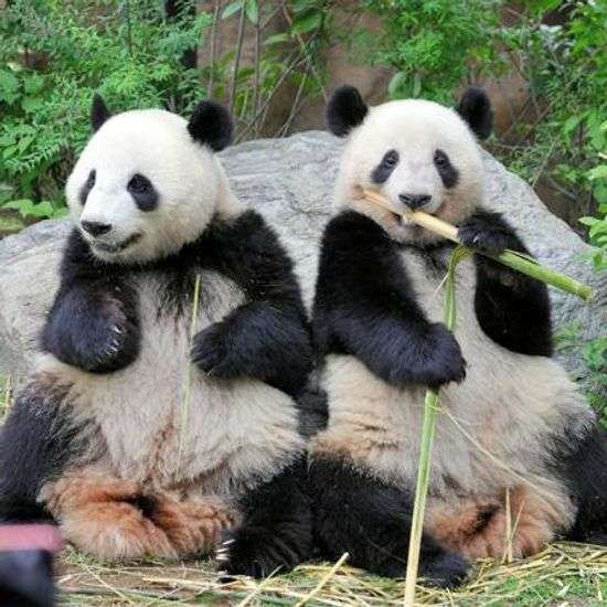 上野動物園の双子パンダ、1月末に中国に返還へ　国内でパンダ不在に