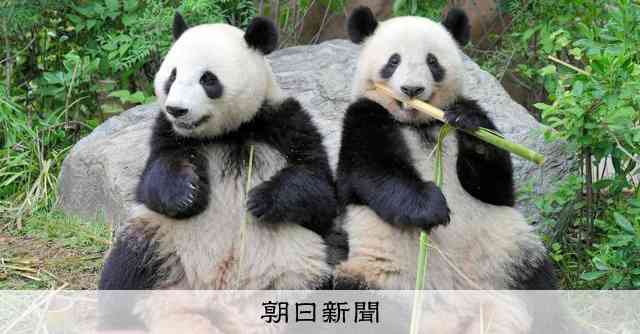 上野動物園の双子パンダ、1月末に中国に返還へ　国内でパンダ不在に [東京都]：朝日新聞
