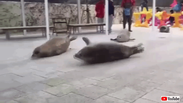 アザラシがぷかぷか浮いているだけで幸せな気分になれる動画