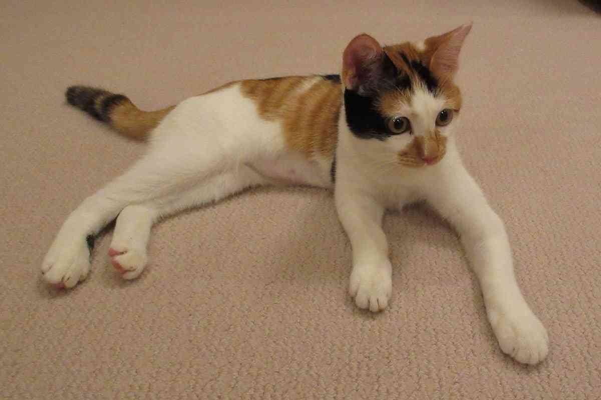 天皇ご一家、新たな保護猫の写真を初公開　名前は「美海」　宮内庁
