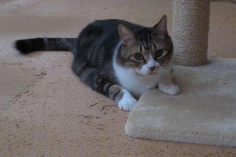 天皇ご一家、新たな保護猫の写真を初公開　名前は「美海」　宮内庁
