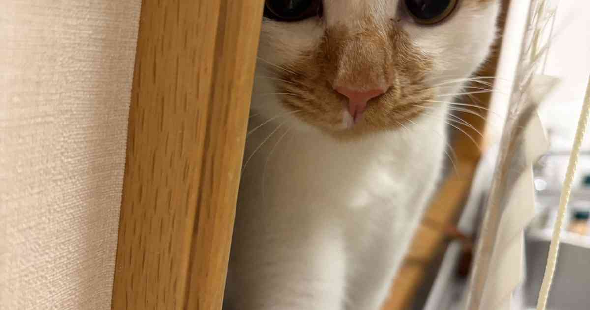 天皇ご一家、新たな保護猫の写真を初公開　名前は「美海」　宮内庁 | 毎日新聞