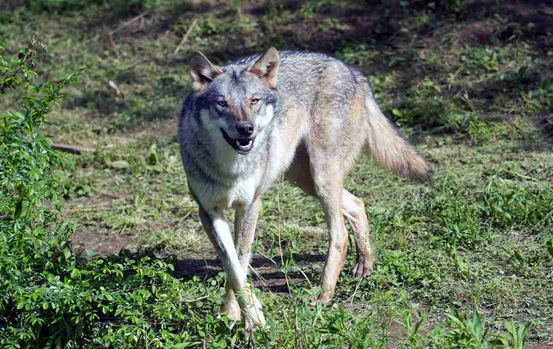 【画像】多摩動物公園が檻の外に出たオオカミについて報告→”脱走から戻ってきた飼い犬”と同じ表情で話題に「充実した顔してて草」