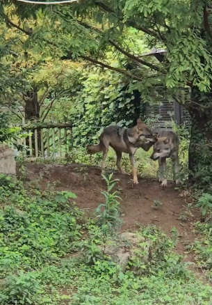 【画像】多摩動物公園が檻の外に出たオオカミについて報告→”脱走から戻ってきた飼い犬”と同じ表情で話題に「充実した顔してて草」