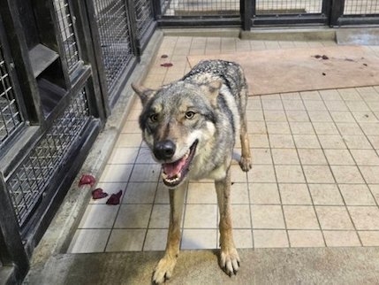 【画像】多摩動物公園が檻の外に出たオオカミについて報告→”脱走から戻ってきた飼い犬”と同じ表情で話題に「充実した顔してて草」