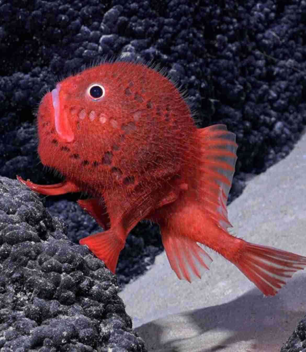 宇宙と深海、行けるとしたらどちらに行ってみたいですか?