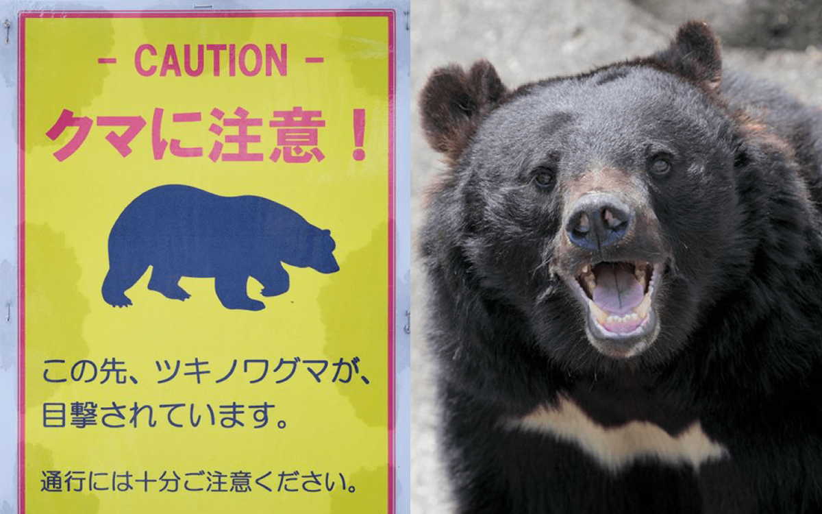 「強い匂いでクマを引き寄せてしまう」自宅にあれば要注意…“人喰い熊”から『エサだ』と見なされてしまう意外なアイテムとは？ | 文春オンライン