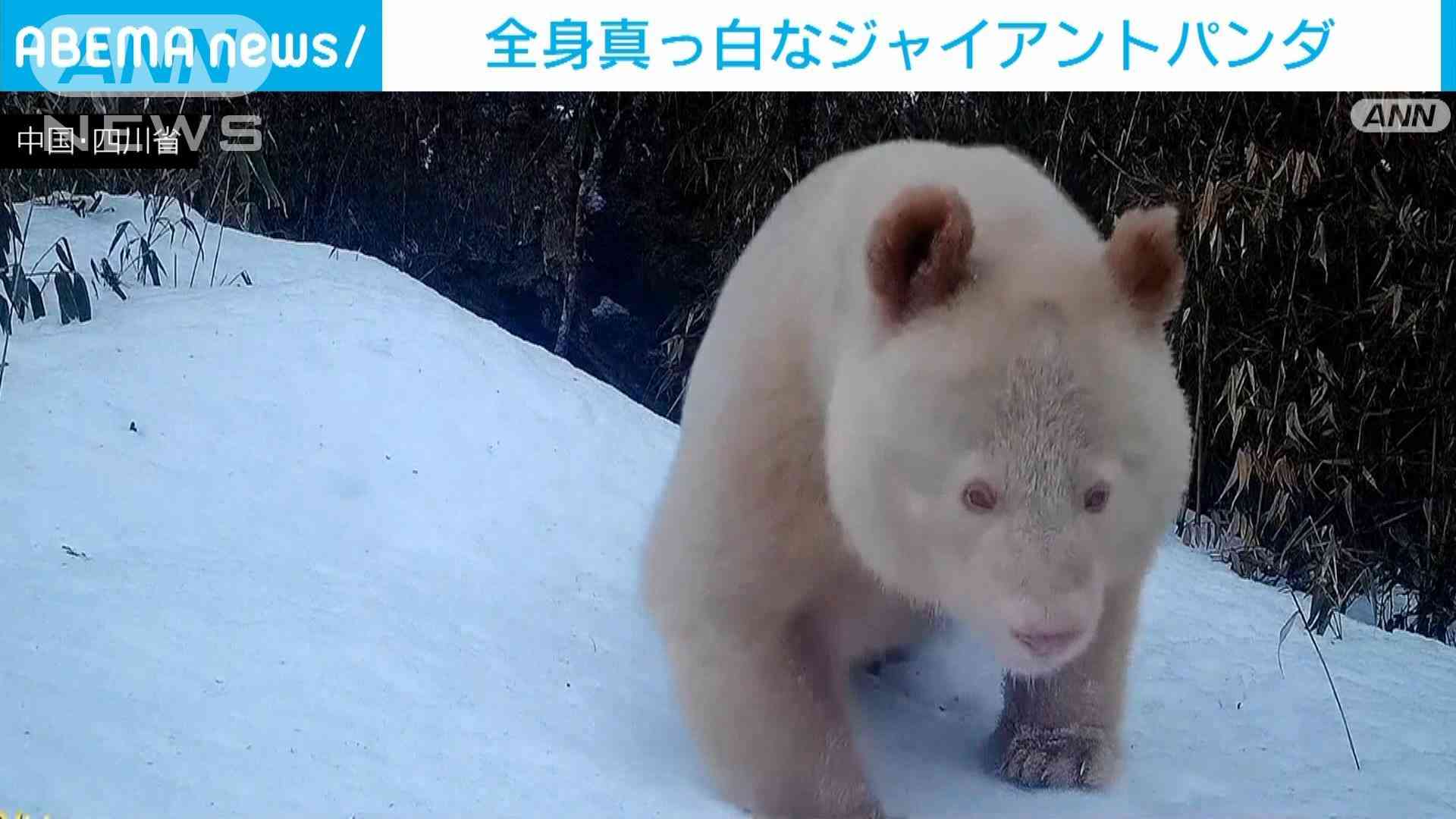 パンダ不在、長期化の恐れ 中国の対日「外交カード」に