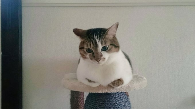 隣家から押し付けられた“弱りきった子猫”→高貴な雰囲気の美猫に。飼い主さん「8年経っても自分にだけ懐かない…」