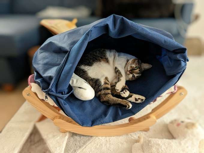 隣家から押し付けられた“弱りきった子猫”→高貴な雰囲気の美猫に。飼い主さん「8年経っても自分にだけ懐かない…」