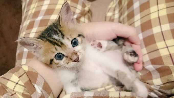 隣家から押し付けられた“弱りきった子猫”→高貴な雰囲気の美猫に。飼い主さん「8年経っても自分にだけ懐かない…」