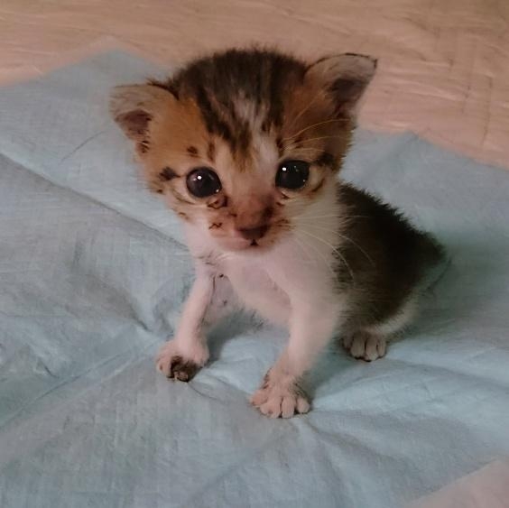 隣家から押し付けられた“弱りきった子猫”→高貴な雰囲気の美猫に。飼い主さん「8年経っても自分にだけ懐かない…」 | 女子SPA！