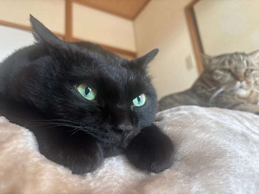 「ドスコイ!」という声が聞こえてくるよう…双子猫の圧倒的な貫禄、なぜ? 飼い主さんの悲哀「市販の被り物や着ぐるみにサイズが無い」