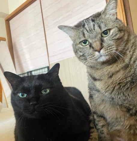 「ドスコイ!」という声が聞こえてくるよう…双子猫の圧倒的な貫禄、なぜ? 飼い主さんの悲哀「市販の被り物や着ぐるみにサイズが無い」