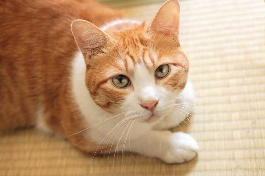 「いわゆる“ネコハラ”の痕跡でしょうか」　江戸時代の公式日記に残されていた猫のいたずらが話題　「いつの時代もにゃんこは最強」
