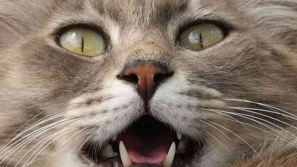 「飼い猫いじめた」交際女性の顔面を蹴った疑い　57歳男を逮捕　母親が隣家に助け求め【長崎】 | 長崎のニュース | 天気 | NBC長崎放送 (1ページ)