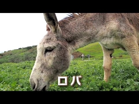 ロバです