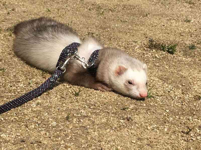 【可愛すぎ】ペットが勘違いして覚えてること