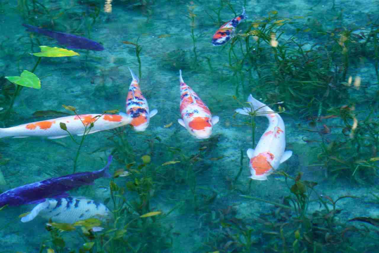 名もなき池（通称：モネの池）｜観光スポット・体験｜【公式】せき観光ナビ - 岐阜県関市の観光・旅行情報