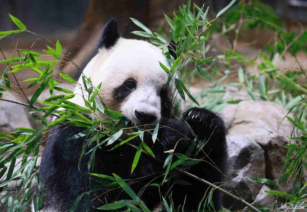 パンダ不在、長期化の恐れ 中国の対日「外交カード」に