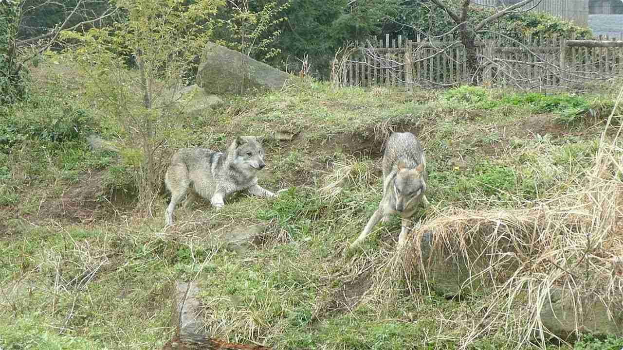【速報】東京・多摩動物公園内でオオカミが脱走　客に建物への避難呼びかけ　けが人の情報なし