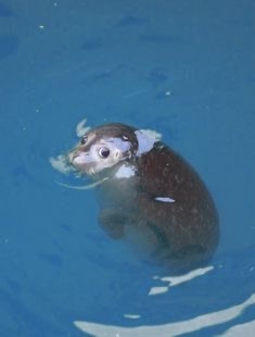 アザラシがぷかぷか浮いているだけで幸せな気分になれる動画