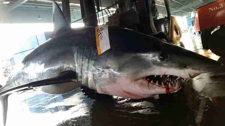 好きなおでんの具