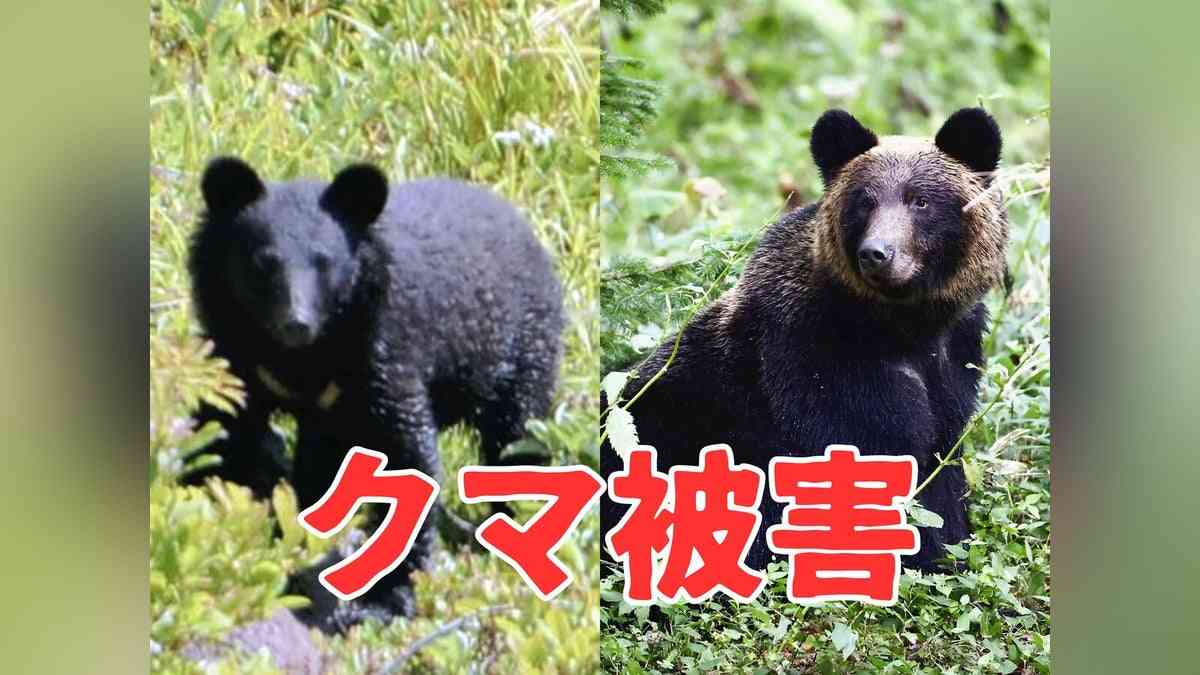 富山市：新聞配達中の７０代夫婦、クマに襲われ救急搬送…ともに顔面から出血 : 読売新聞