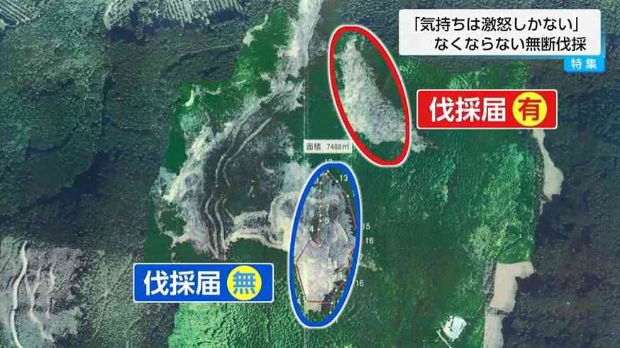 「激怒しかありません」宮崎で相次ぐ山林無断伐採の実態 ー被害者の悲痛な叫び・伐採業者は「盗伐ではなく誤伐」と主張ー