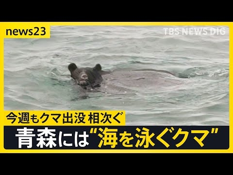 【海を泳ぐクマ】今週も各地で相次いだクマ出没…政府は人の生活圏からの排除に向け「クマ被害対策パッケージ」取りまとめ【news23】｜TBS NEWS DIG