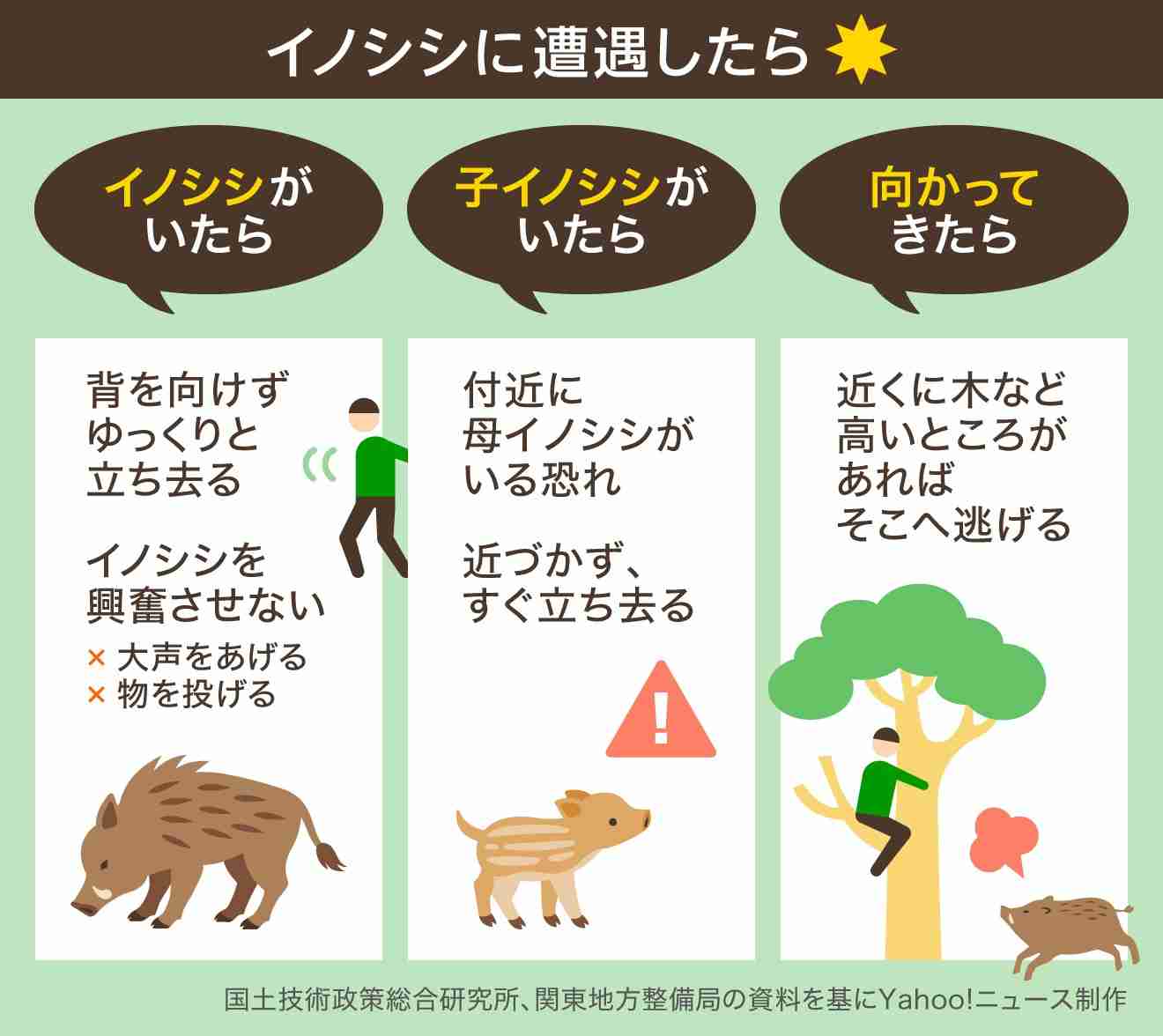 イノシシ20頭「横断」　青森県東通村「稔りふれあいロード」で住民が目撃