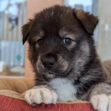 ゴールデンレトリバーとハスキーのミックス犬「ゴベリアン」の魅力にズームイン！