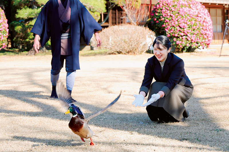 《鴨が飛ばない…ハプニングも冷静に対応》愛子さま、おひとりでの鴨場接待デビュー (1/1)| 女性セブンプラス