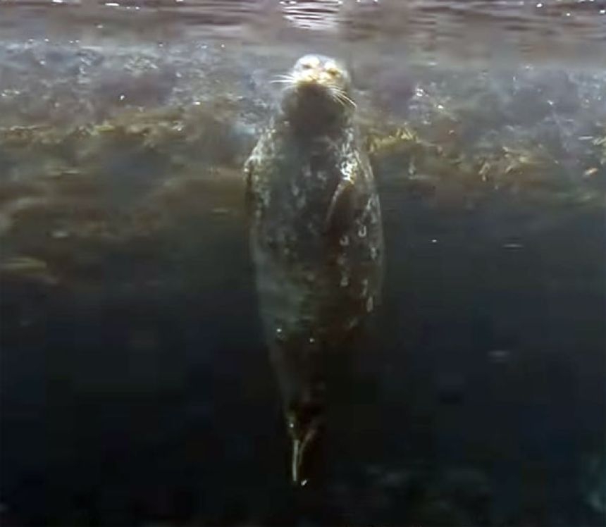 アザラシがぷかぷか浮いているだけで幸せな気分になれる動画