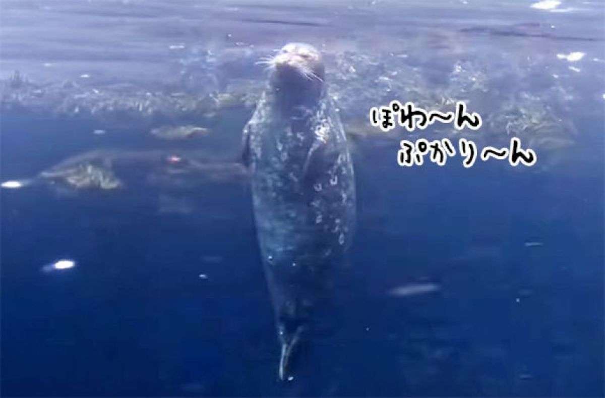 アザラシがぷかぷか浮いているだけで幸せな気分になれる動画 | カラパイア
