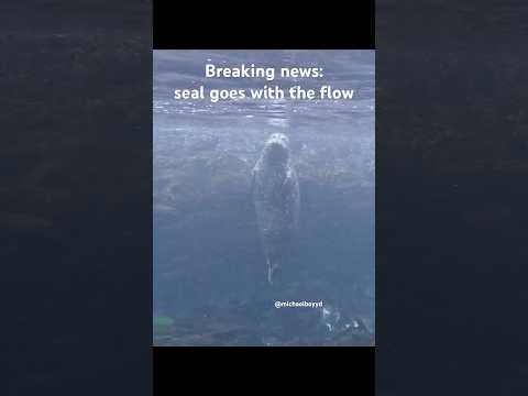 New seal news! #seal