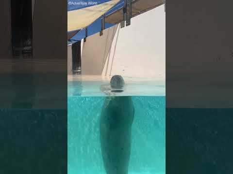 くるくる回り続けるゴマフアザラシ