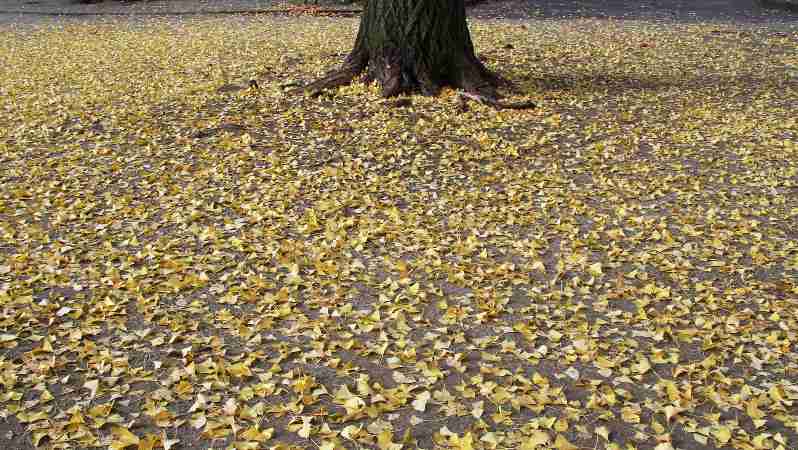風邪の咳を止めるには市販薬よりまず蜂蜜