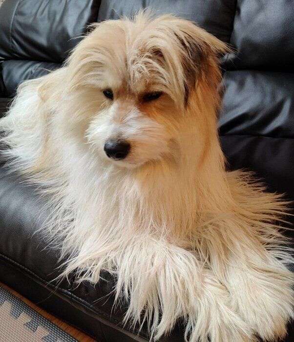 【画像】1年ぶりの帰省で「違う犬を飼ったの？」と間違われた愛犬の驚くべき変貌