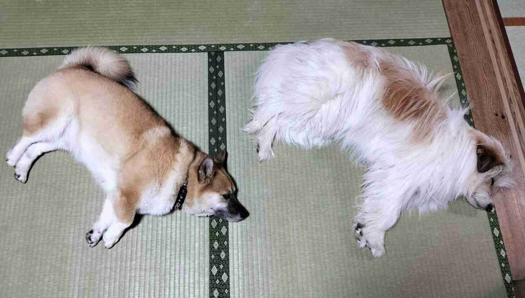 【画像】1年ぶりの帰省で「違う犬を飼ったの？」と間違われた愛犬の驚くべき変貌