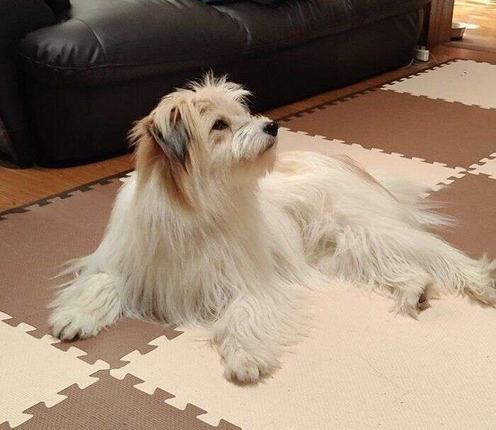 【画像】1年ぶりの帰省で「違う犬を飼ったの？」と間違われた愛犬の驚くべき変貌